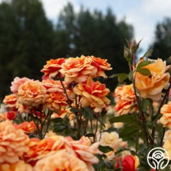 About Face™ 13 About Face™ -RoseLuxe Shop About Face 02