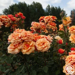 About Face™ 21 About Face™ -RoseLuxe Shop About Face 03