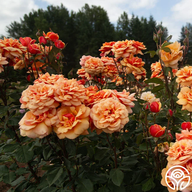 About Face™ 11 About Face™ - Image 11