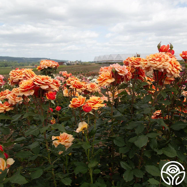 About Face™ 2 About Face™ - Image 2