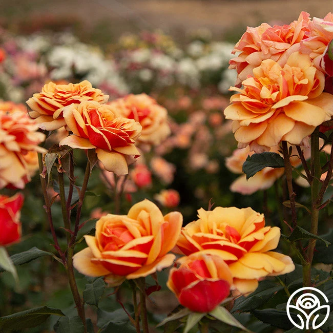 About Face™ 6 About Face™ - Image 6