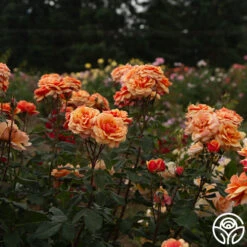 About Face™ 20 About Face™ -RoseLuxe Shop About Face 06