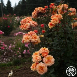 About Face™ 15 About Face™ -RoseLuxe Shop About Face 07