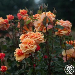 About Face™ 19 About Face™ -RoseLuxe Shop About Face 08