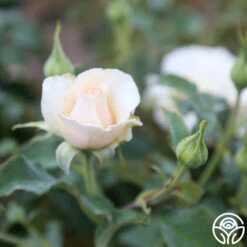 Adriana -RoseLuxe Shop Adriana 3