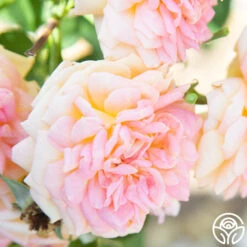 Alchymist 26 Alchymist -RoseLuxe Shop Alchymist 111