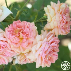 Alchymist 17 Alchymist -RoseLuxe Shop Alchymist 13