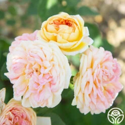 Alchymist 21 Alchymist -RoseLuxe Shop Alchymist 14