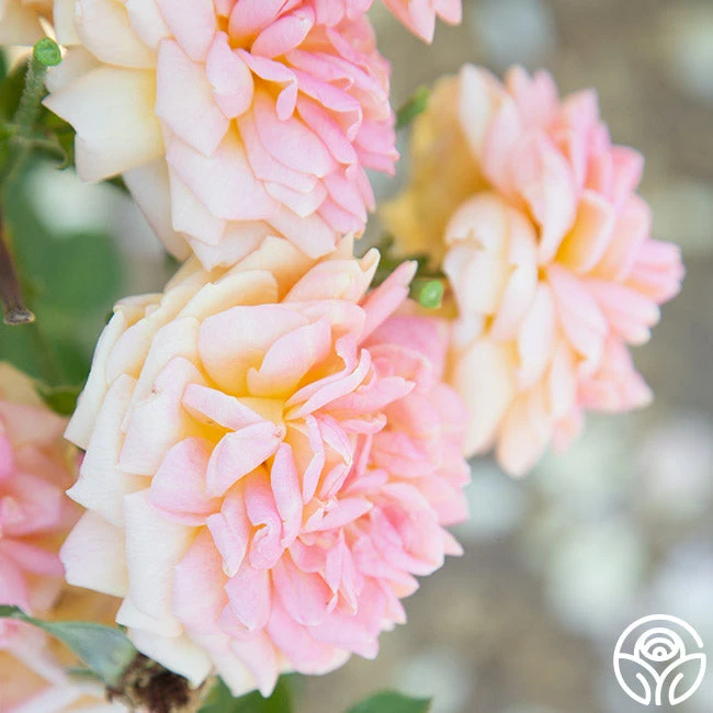 Alchymist 10 Alchymist - Image 10