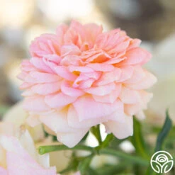 Alchymist 27 Alchymist -RoseLuxe Shop Alchymist 18