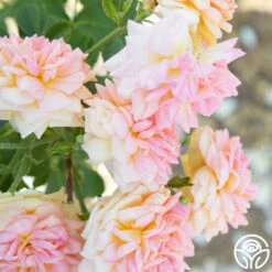 Alchymist 16 Alchymist -RoseLuxe Shop Alchymist 19