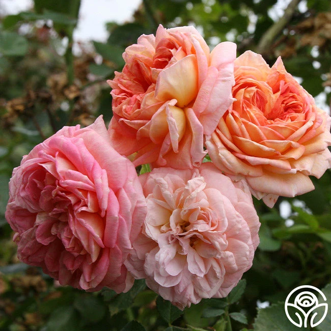 Alchymist 2 Alchymist - Image 2