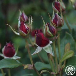 Alec's Red® 23 Alec's Red® -RoseLuxe Shop Alec s Red 11