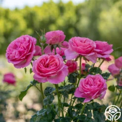 All Dressed Up™ 12 All Dressed Up™ -RoseLuxe Shop All Dressed Up 1