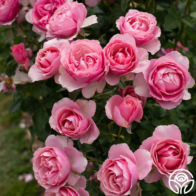 All Dressed Up™ 2 All Dressed Up™ - Image 2