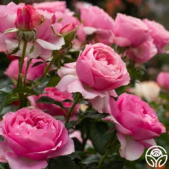 All Dressed Up™ 15 All Dressed Up™ -RoseLuxe Shop All Dressed Up 3