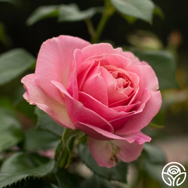 All Dressed Up™ 8 All Dressed Up™ - Image 8