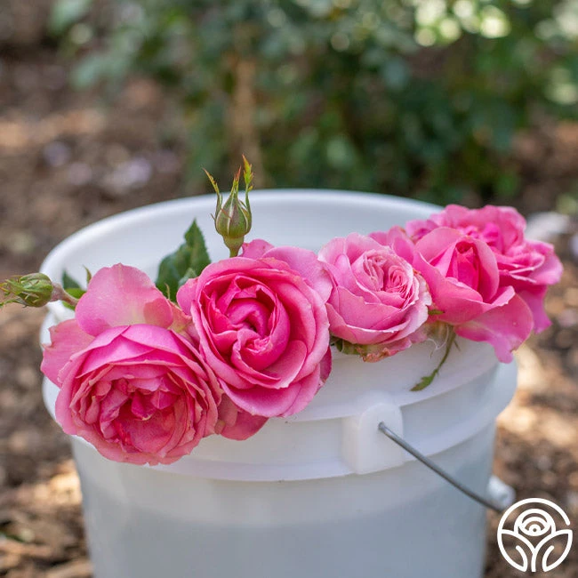 All Dressed Up™ 9 All Dressed Up™ - Image 9