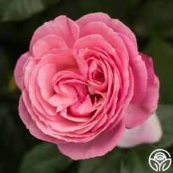 All Dressed Up™ 14 All Dressed Up™ -RoseLuxe Shop All Dressed Up 6