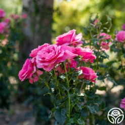 All Dressed Up™ 13 All Dressed Up™ -RoseLuxe Shop All Dressed Up2