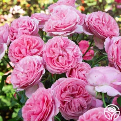 All Dressed Up™ 11 All Dressed Up™ -RoseLuxe Shop All Dressed up 2