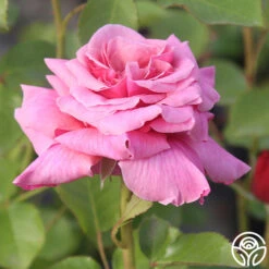 Aloha -RoseLuxe Shop Aloha 12