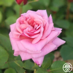 Aloha -RoseLuxe Shop Aloha 13