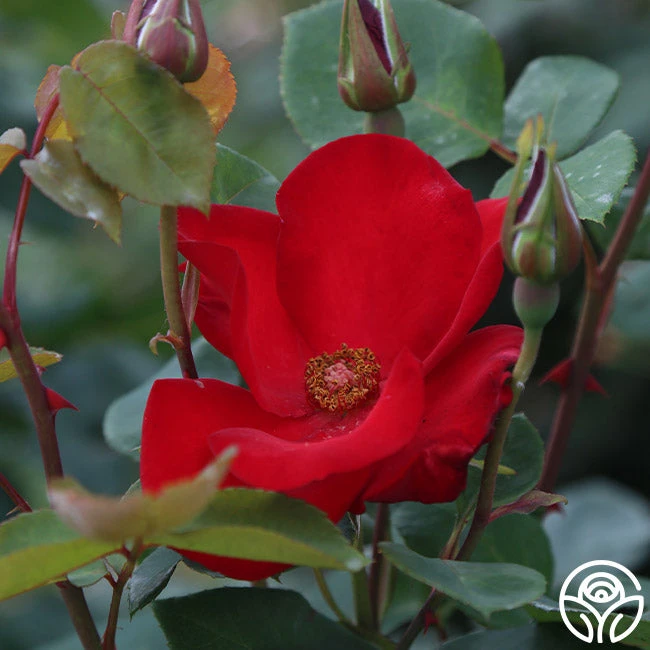 Altissimo® 1 Altissimo®