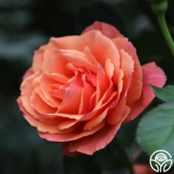 Anna's Promise -RoseLuxe Shop Anna s Promise 11