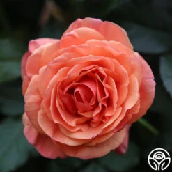 Anna's Promise -RoseLuxe Shop Anna s Promise 12