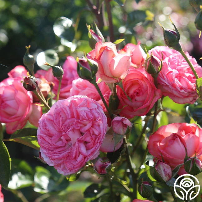 Antique 2 Antique - Image 2