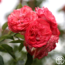 Antique 16 Antique -RoseLuxe Shop Antique 5 0fdd675b 1e67 487a b02d 043afd69752b