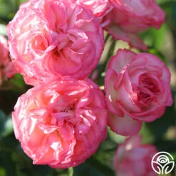 Antique 17 Antique -RoseLuxe Shop Antique 6 c8e8174f d0c5 446b a3ea 3696fc8bbf19