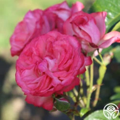 Antique 14 Antique -RoseLuxe Shop Antique 7 e9737f66 85f5 4e2f b8cc 314dfc3dce92