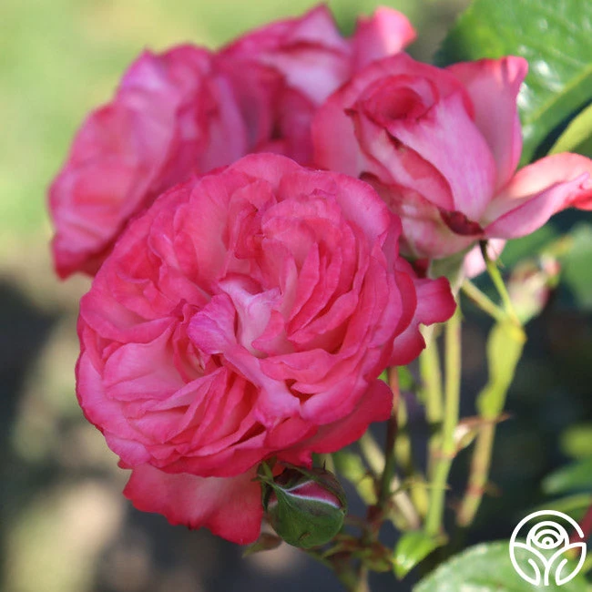 Antique 4 Antique - Image 4