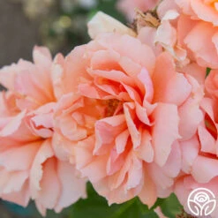 Apricot Candy™ -RoseLuxe Shop Apricot Candy 01