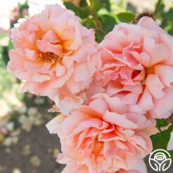 Apricot Candy™ -RoseLuxe Shop Apricot Candy 013