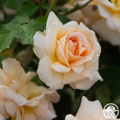 Front Page -RoseLuxe Shop Apricot Nectar 07