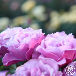 Barbra Streisand 10 Barbra Streisand -RoseLuxe Shop Barbra Streisand