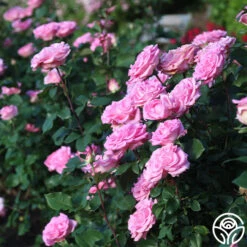 Eleganza® Beverly -RoseLuxe Shop Beverly 11