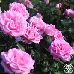 Eleganza® Beverly -RoseLuxe Shop Beverly 15