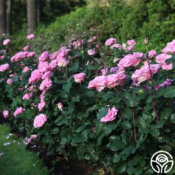 Eleganza® Beverly -RoseLuxe Shop Beverly 16