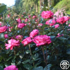 Big Momma™ 15 Big Momma™ -RoseLuxe Shop Big Momma 11