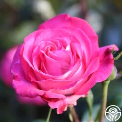 Big Momma™ 13 Big Momma™ -RoseLuxe Shop Big Momma 12