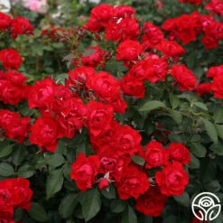 Black Forest Rose® -RoseLuxe Shop Black Forest Rose 034