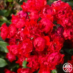 Black Forest Rose® -RoseLuxe Shop Black Forest Rose 04