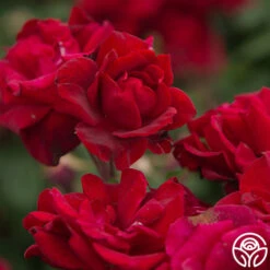 Black Ice™ -RoseLuxe Shop Black Ice 020