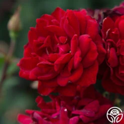 Black Ice™ -RoseLuxe Shop Black Ice 036