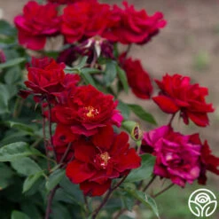 Black Ice™ -RoseLuxe Shop Black Ice 09