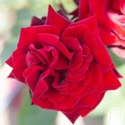 Black Pearl 18 Black Pearl -RoseLuxe Shop Black Pearl 11